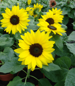 Suntastic F1 Hybrid Sunflower Seeds 6220
