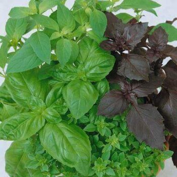 Culinary Blend Organic Basil Seeds 4072