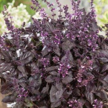 Red Rubin Organic Basil Seeds 4071