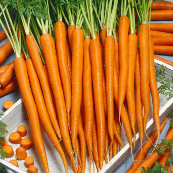 Imperator Carrot Seeds 1370