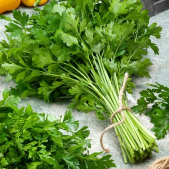 Italian Plain Leaved Parsley Seeds 1875