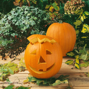 Jack o'Lantern Pumpkin Seeds 2060