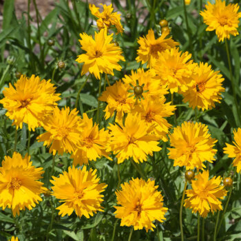 Lance Leaved Coreopsis Seeds 6900
