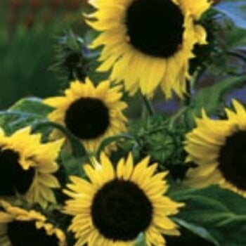 Lemon Sorbet Hybrid Sunflower Seeds 6200