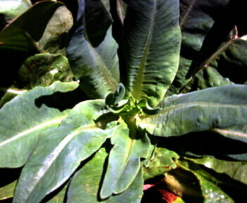 Amish Deer Tongue Organic Lettuce Seeds 4102