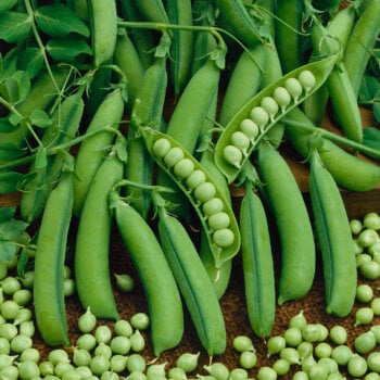 Little Marvel Pea Seeds (English Type) 1985