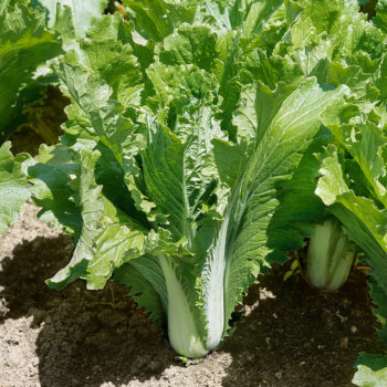 Michihli Cabbage Seeds 1340