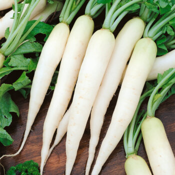 Minowase Hybrid Radish Seeds (Daikon Winter Type) 2135