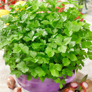 Mitsuba (Japanese Parsley) Asian Greens Seeds 三叶芹芽苗菜 2575
