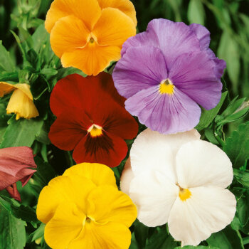 Mixed Colours Viola Seeds 6660