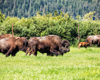 Native Prairie Meadow Seed Mixture 8135