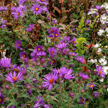 New England Aster Seeds 6940
