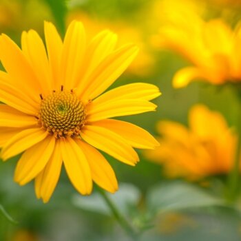 Ox Eye Sunflower Seeds (False Type) 6955