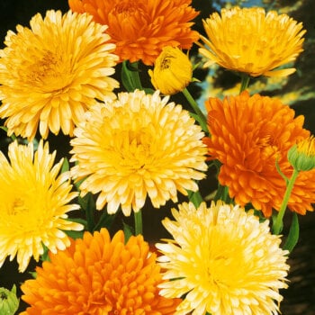 Pacific Beauty Mixed Calendula Seeds 5080