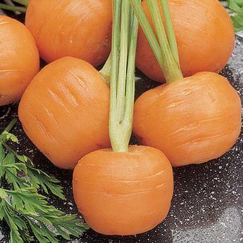 Parisian Carrot Seeds (Aimers International) 2770
