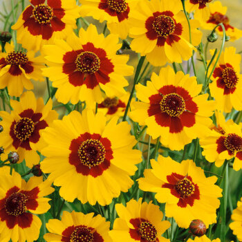 Plains Coreopsis Seeds 6905