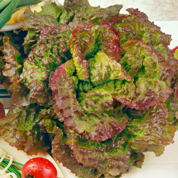 Prizehead Lettuce Seeds (Leaf Type) 1755