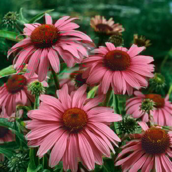 Purple Coneflower Seeds 6420