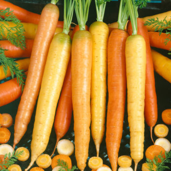Rainbow Blend Organic Carrot Seeds 4034
