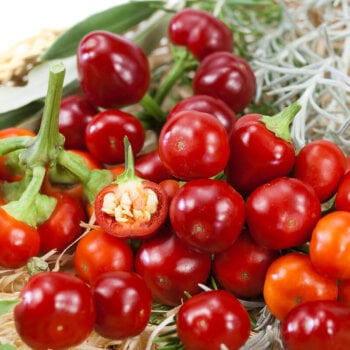 Red Cherry Pepper Seeds (Hot Type) 1938