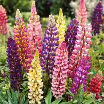Russell's Hybrids Mix Lupins Seeds 6530
