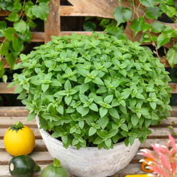 Spicy Globe Basil Seeds 3140