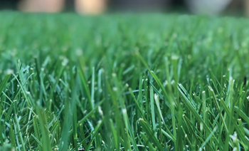 Turf Type Tall Fescue Lawn Seed 7085