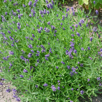 Vincenza Blue Lavender Seeds 6527