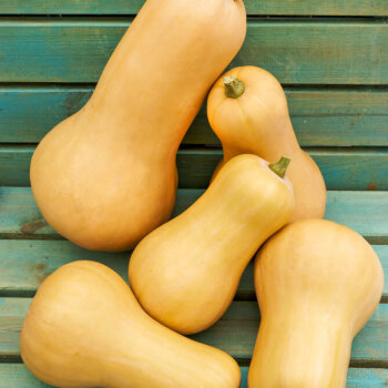 Waltham Butternut Squash Seeds (Winter Type) 2260