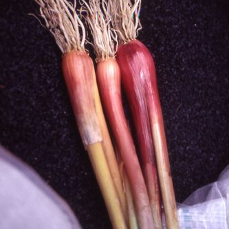 Welsh Bunching Onion Seeds (Aimers International) 2855