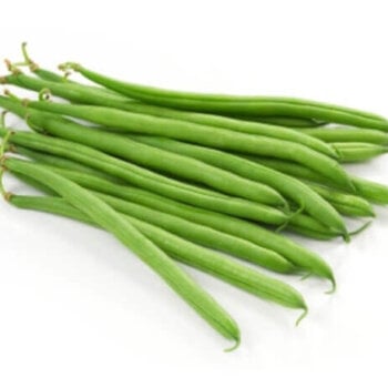 Blue Lake Bush Bean Seeds 1110