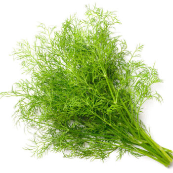 Organic Dill Seeds 4060