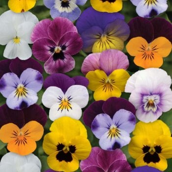 Sorbet XP Spring Select Hybrid Viola Seeds 6664