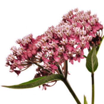 Red Swamp Milkweed Seeds 6985
