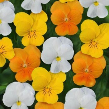 Sorbet XP Citrus Mixed Hybrid Viola Seeds 6662