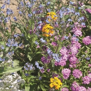Native Ontario Pollinator Seed Mixture 6824