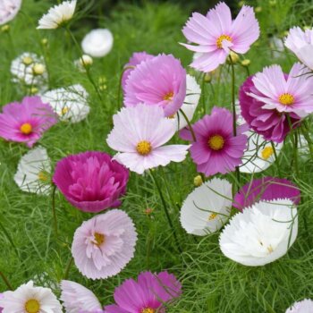 Cupcakes Mixed Cosmos Seeds 5177