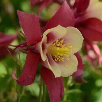 Earlybird Red-Yellow Columbine Seeds 6411