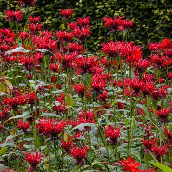 Panorama Red Bergamot Seeds 6864