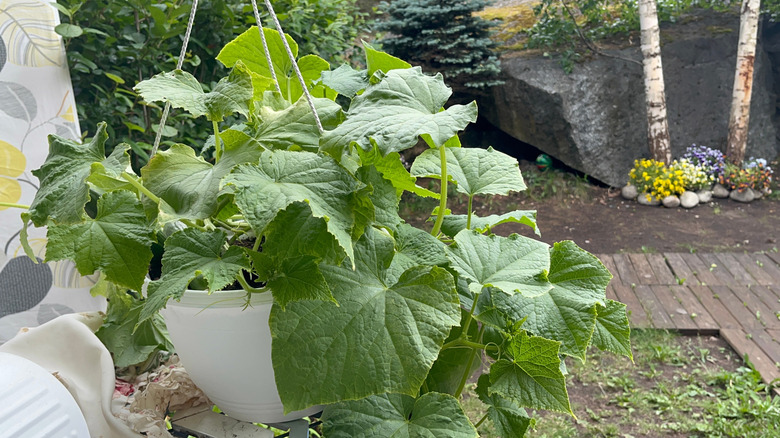 Cucumber plant in white hanging pot
