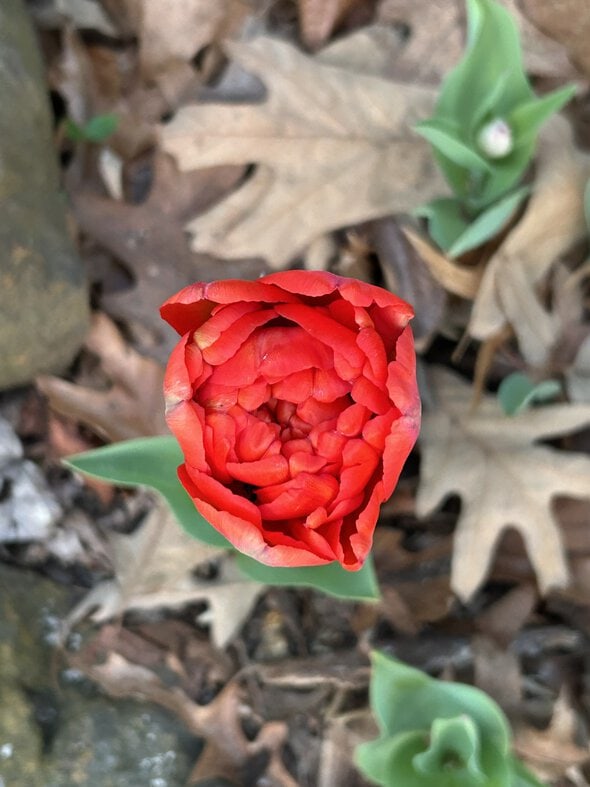 tulip.