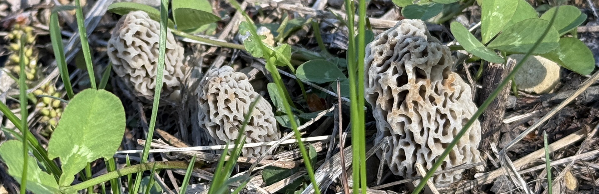 Why I hunt Morels