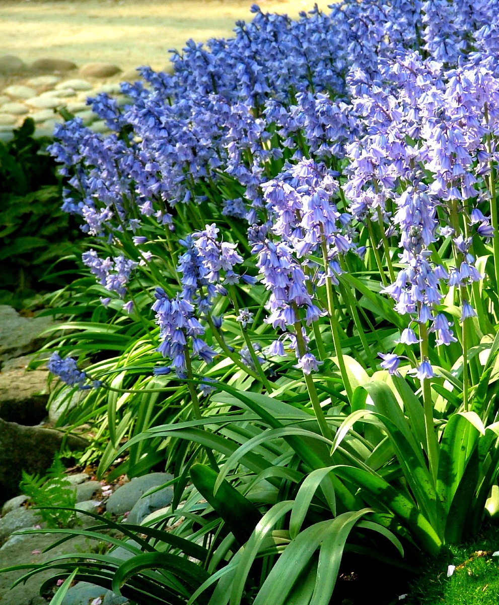 Hyacinthoides
