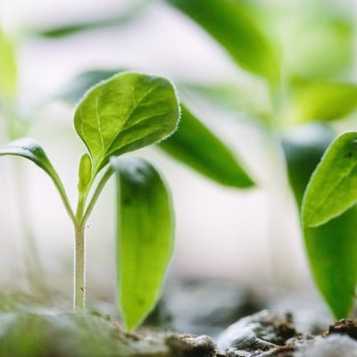 Starting seeds - brussels sprout seed germinating Starting seeds - brussels sprout seed germinating