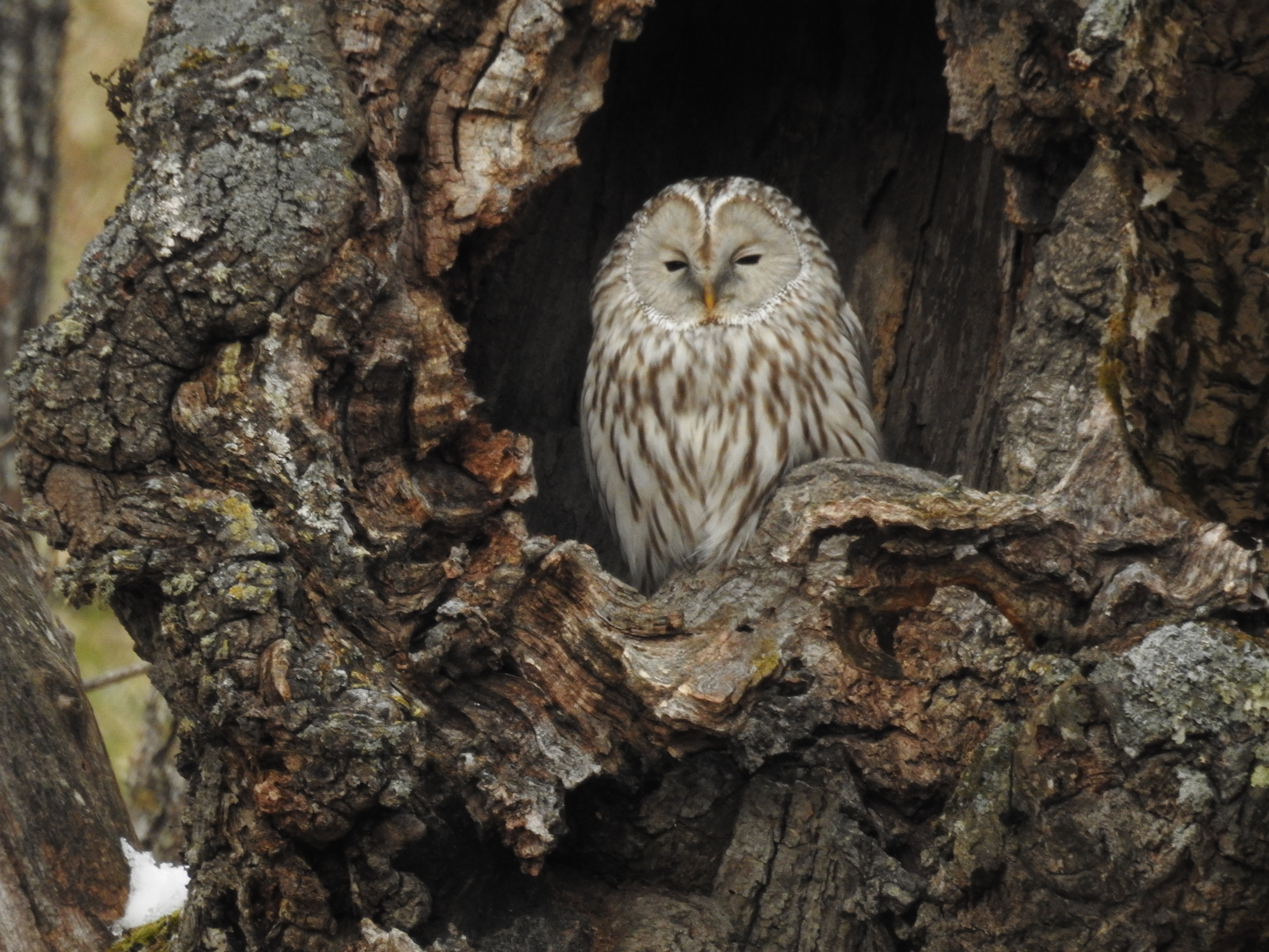 20191217_Kushiro_Ural Owl (1)